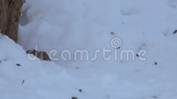 赤条条田鼠阿波德摩斯阿格拉里斯正在白雪上寻找食物视频的预览图