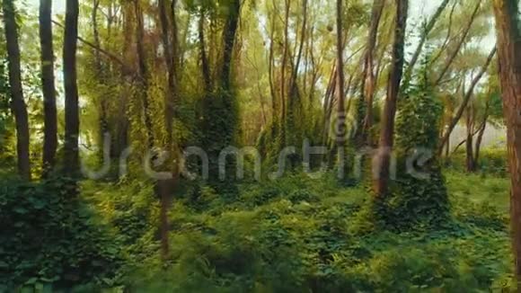 日落时分穿过森林的灌丛视频的预览图