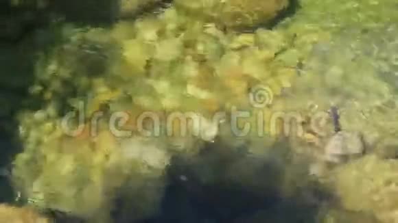 池塘里流动的水视频的预览图