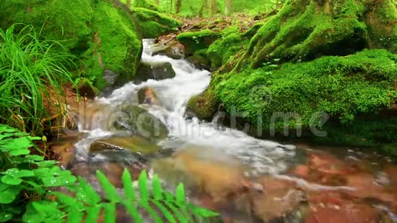 一条长满苔藓的森林小溪的特写视频视频的预览图