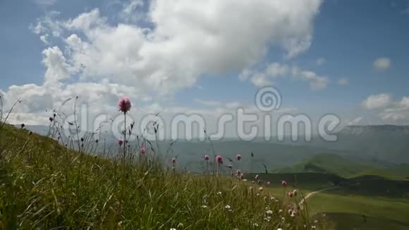 在群山和高原的背景下在山坡上拍摄了紫色的花朵在远足视频的预览图