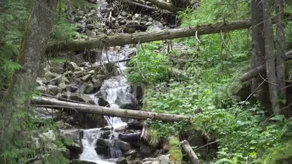 林间山水溪视频的预览图