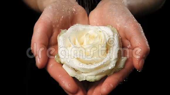女孩双手握着雨下的湿白玫瑰慢动作视频的预览图