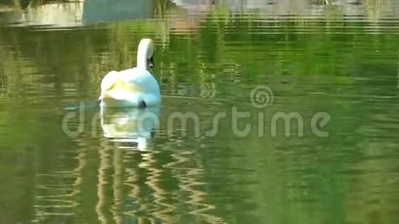 绿湖上的天鹅视频的预览图