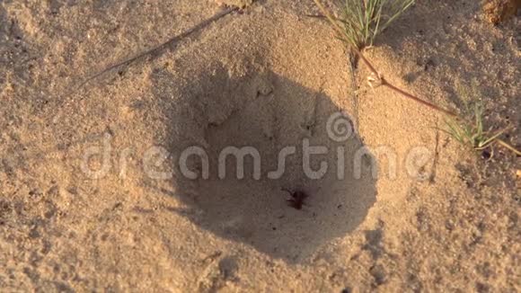 幼虫抓住了蚂蚁视频的预览图