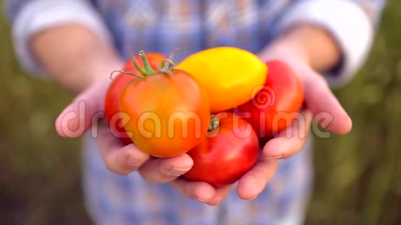 农业和耕作男子农民展示蔬菜西红柿农民市场西红柿有机农业农场视频的预览图