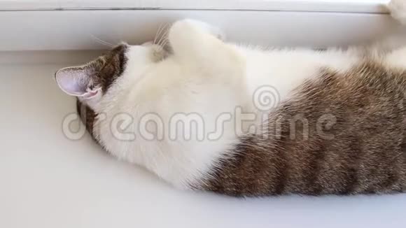 一只灰白色的猫大绿眼睛躺在白色的窗台上视频的预览图
