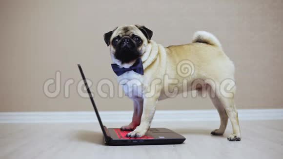 一只可爱的小狗在笔记本电脑上工作穿着蝴蝶看电影爪子在键盘上视频的预览图