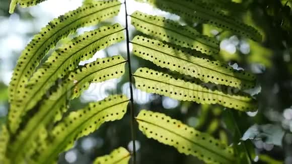 追踪阳光透过蕨类植物的叶子闪闪发光慢动作视频的预览图