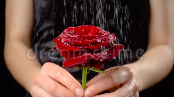 女孩手握着雨下的湿红玫瑰慢动作视频的预览图