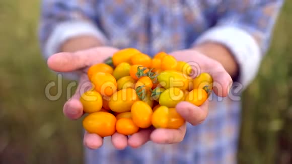 农业和耕作男子农民展示蔬菜番茄农民市场黄色番茄樱桃有机视频的预览图