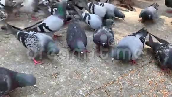 许多鸽子在广场上吃石头鸽子行走和喂食视频的预览图