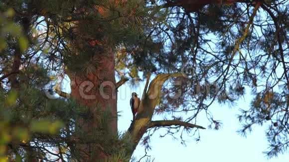 啄木鸟在树上视频的预览图