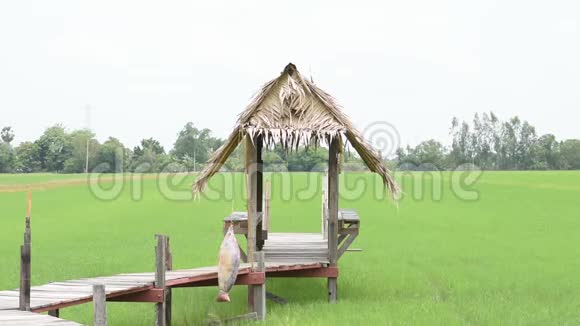 在稻田上用木头和枯叶搭起的小屋随风摇摆视频的预览图