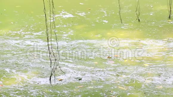 水藻在水污染水自然和环境上绽放在湖的边缘漂流和流动视频的预览图
