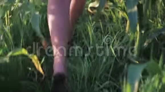 一个被猎杀的腿年轻的女孩逃离一个疯子她害怕在玉米里更刺激特写视频的预览图