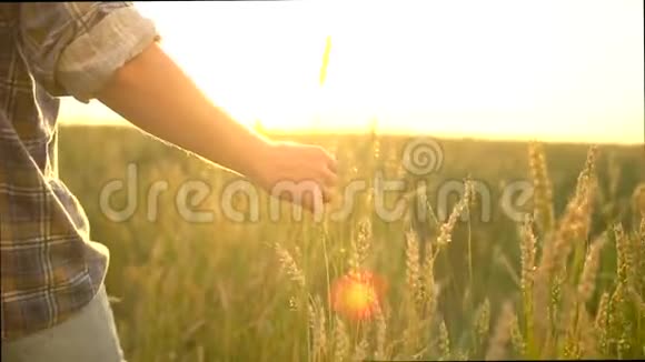 人麦田里的农夫的手在夕阳下走着摸着麦穗男人手里的农夫跑过来视频的预览图