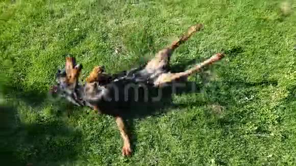 快乐的狗躺在草地上视频的预览图