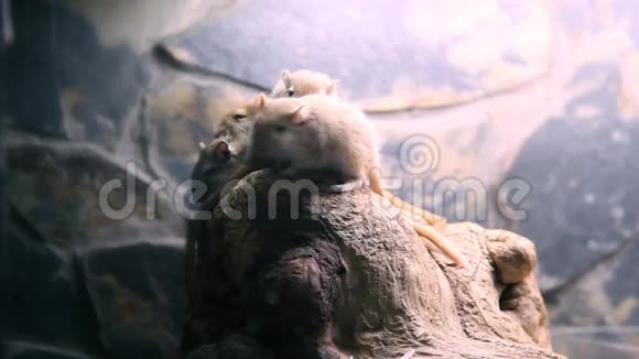 动物园里的老鼠视频的预览图