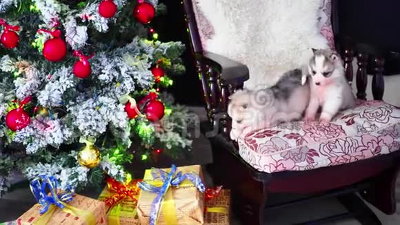 纯种的小哈士奇小狗在新年树新年和圣诞节视频的预览图
