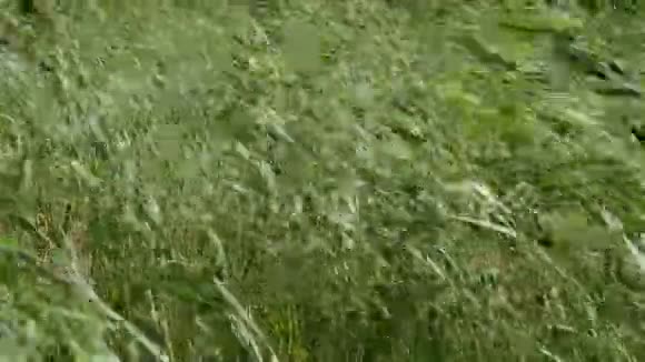 强风摇动弯曲绿茎芦苇视频的预览图