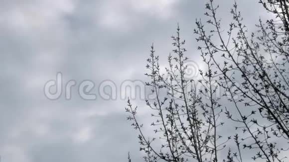 树在雨云的背景下分枝乌云密布很快就下雨了春天来了树有芽视频的预览图