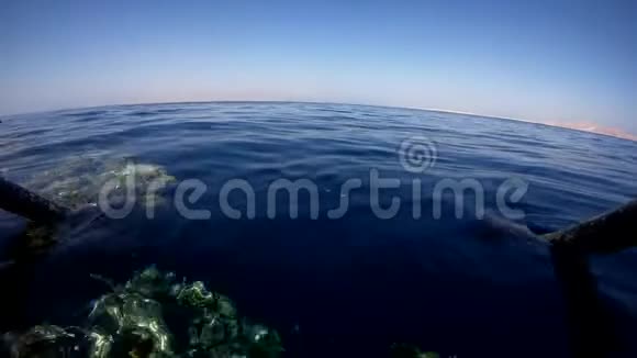 水下摄像机从浮舟中潜入水中进入深海里面有珊瑚礁和五颜六色的鱼视频的预览图