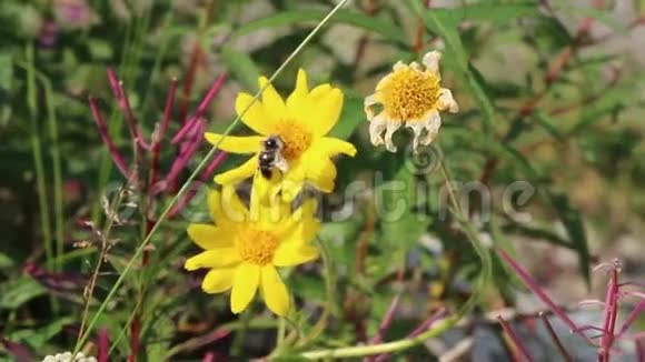 黄色花朵中的蜜蜂视频的预览图