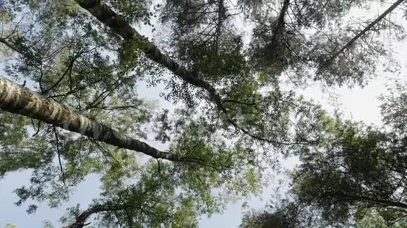晴天时从上到下看到的树梢视频的预览图