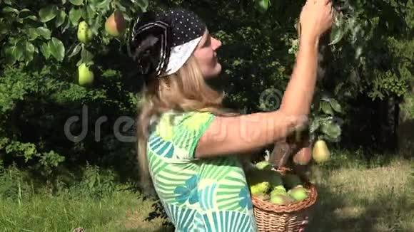 可爱的乡村女孩从树枝上摘熟的水果满意地吃梨4K视频的预览图