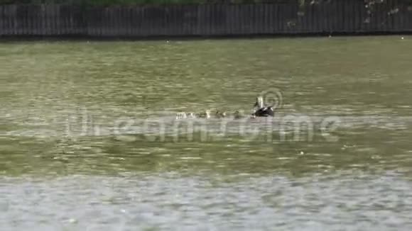 鸭子一家人在池塘里游泳视频的预览图