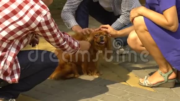 幸福的家庭抚摸可爱的狗一起与被收养的宠物玩耍视频的预览图
