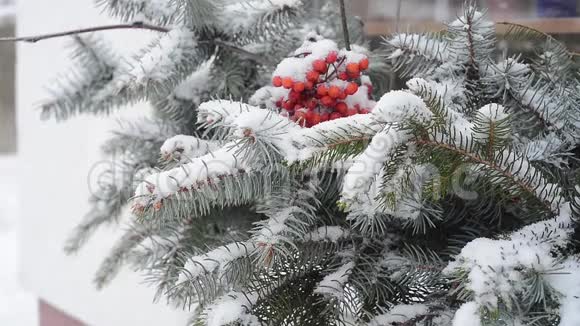 杉树冬季装饰视频的预览图