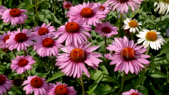 紫锥菊的花是粉红色和白色在阳光明媚的夏日绽放视频的预览图