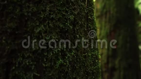 树干上长满了绿湿的苔藓台湾阿里山风景区森林的年代与水分视频的预览图