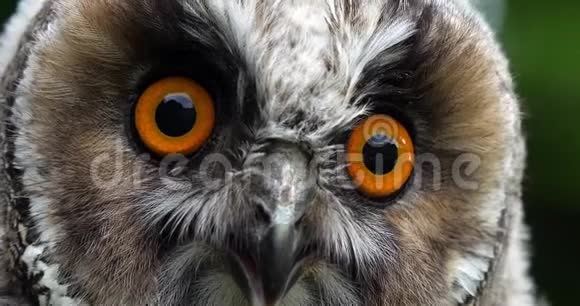 长眼猫头鹰阿西奥otus成人肖像法国诺曼底慢动作视频的预览图