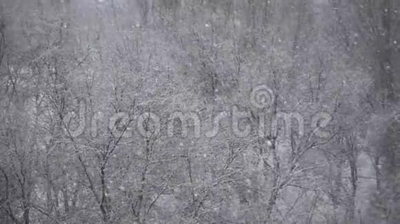 冬林中神奇的降雪视频的预览图