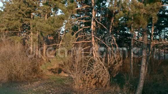 落日的暖光下的松树视频的预览图