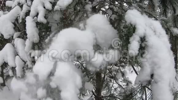 许多雪从云杉的树枝上落下来特写镜头美丽的冬林视频的预览图