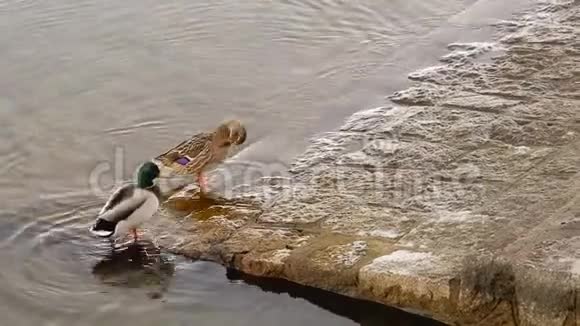 一对鸭子在湖水上游泳视频的预览图