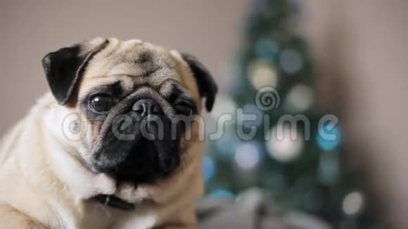 特写肖像狗看相机在圣诞树背景圣诞快乐新年理念视频的预览图