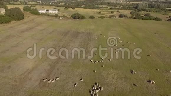 鸟瞰鸟瞰成群羊在田野里奔跑视频的预览图