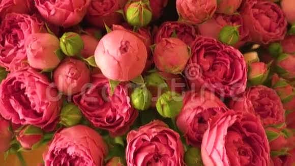 粉红色和红色玫瑰的气味视频的预览图