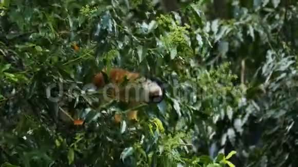 松鼠猴子爬树视频的预览图