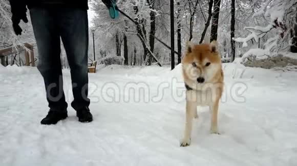 狗跑在摄像机后面把嘴闭上背景是一个下雪的公园视频的预览图