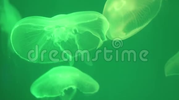 关闭海洋中的绿色水母模糊的绿色背景自由空间潜水和徒步旅行水下世界及其生命视频的预览图