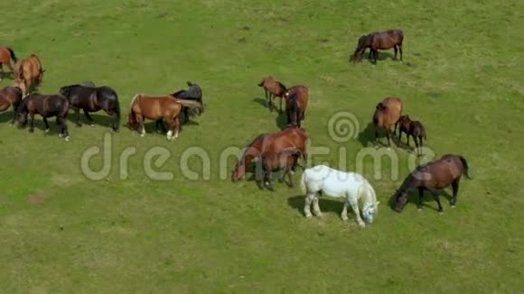 马在牧场上放牧鸟瞰绿色景观有一群棕马和一匹白马视频的预览图