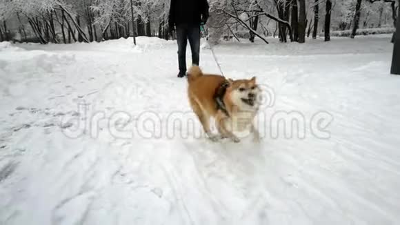 可爱的狗有乐趣旋转玩雪行为有趣下雪了冬季视频的预览图