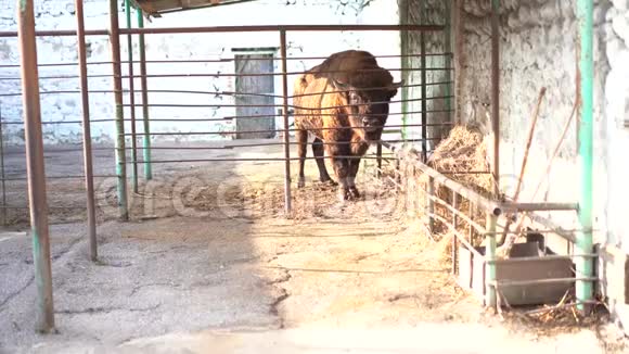 动物园笼子里的动物视频的预览图