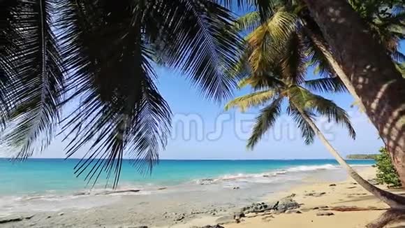 在热带海滩棕榈树的阴影下视频的预览图
